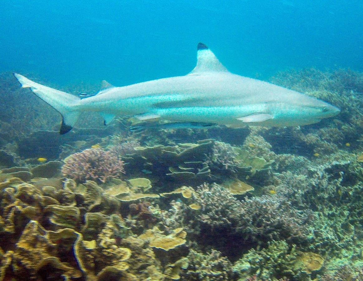Отель Go Deeper Tioman Экстерьер фото