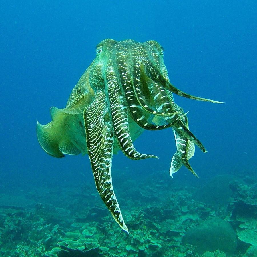 Отель Go Deeper Tioman Экстерьер фото